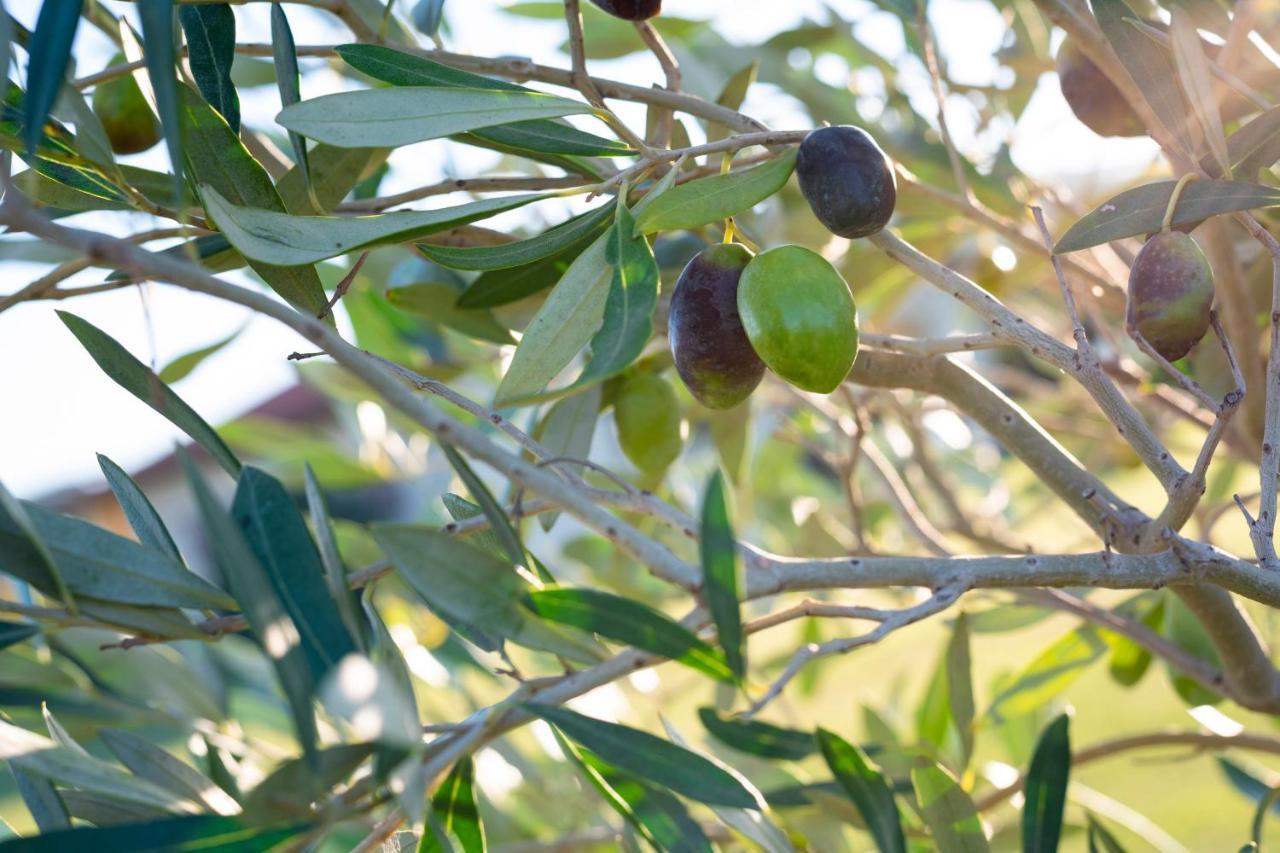 Agriturismo Terre Di Castiglione 卡斯蒂里昂纳·德拉佩 外观 照片
