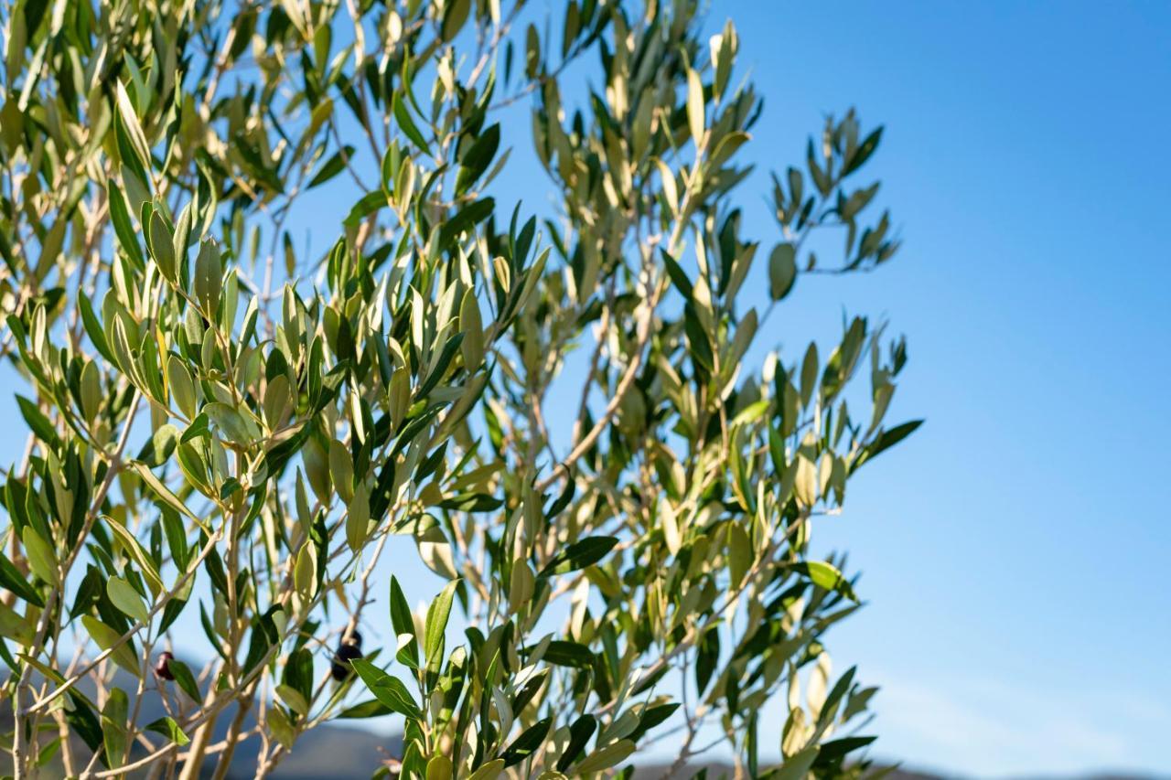 Agriturismo Terre Di Castiglione 卡斯蒂里昂纳·德拉佩 外观 照片