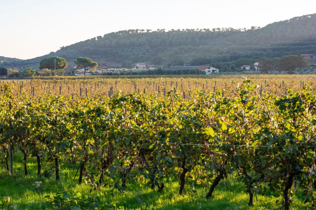 Agriturismo Terre Di Castiglione 卡斯蒂里昂纳·德拉佩 外观 照片