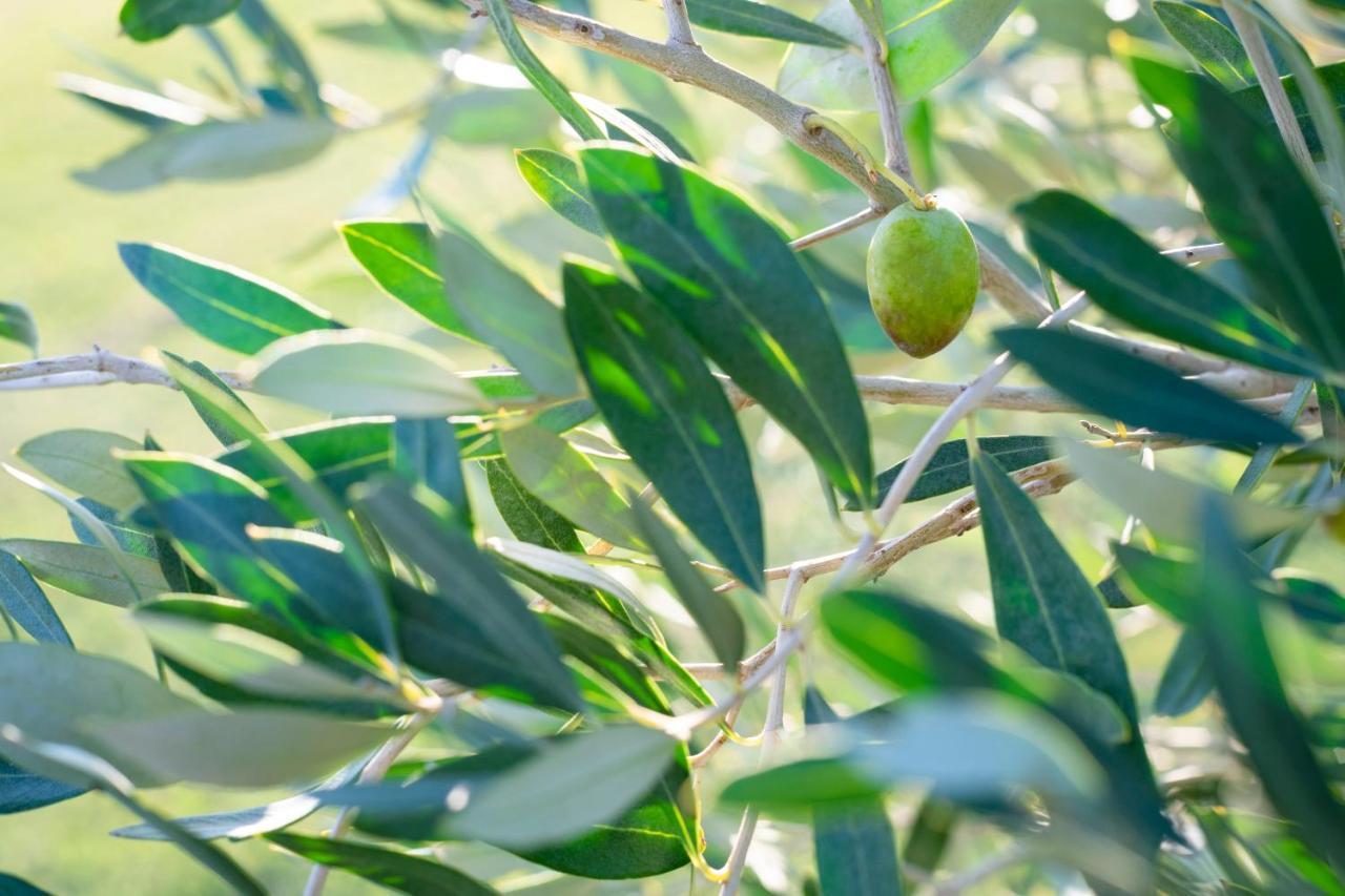 Agriturismo Terre Di Castiglione 卡斯蒂里昂纳·德拉佩 外观 照片